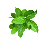 GymNeMa Sylvestre Leaf Extract